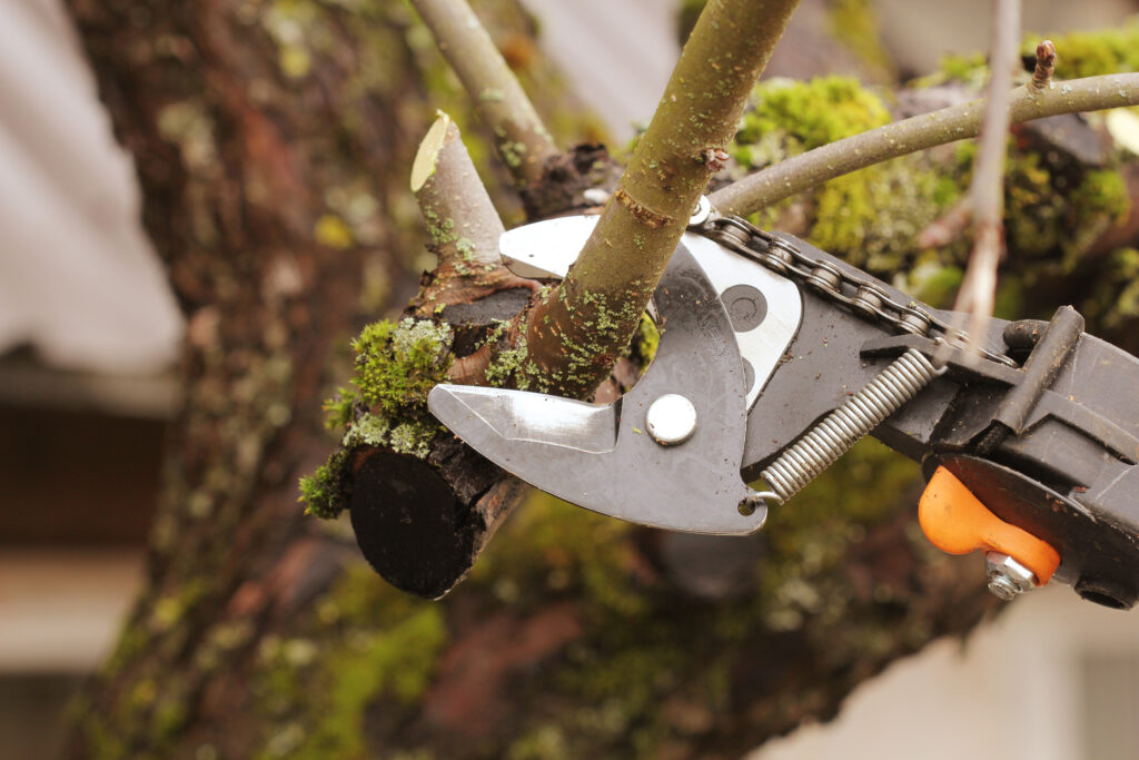 Tree Maintenance in Wigtownshire
