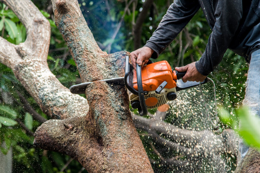 Tree Maintenance Wigtownshire
