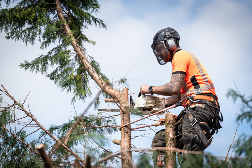 Tree Surgery in Wigtownshire